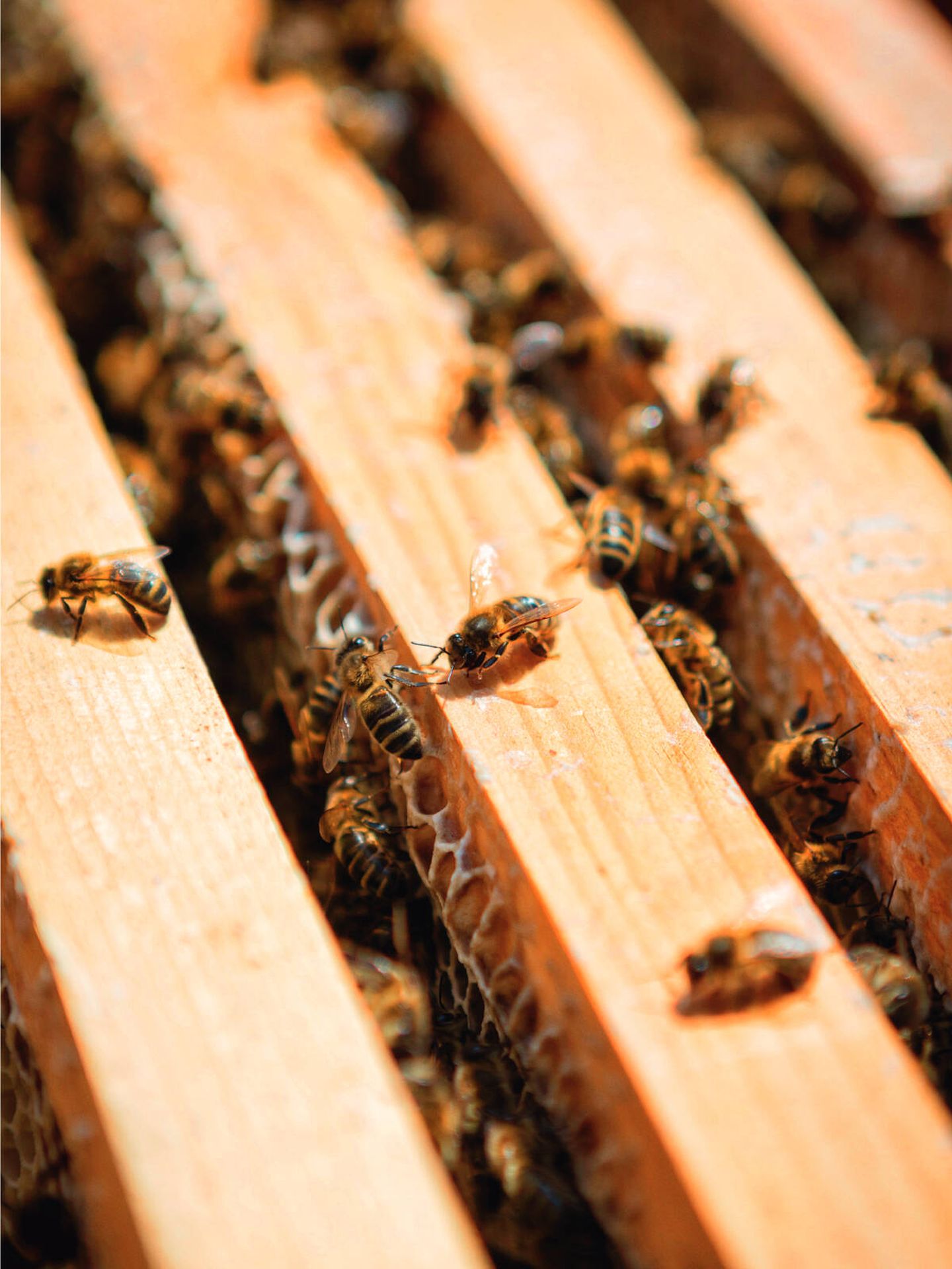 Primer plano de las abejas de Ouessant en la colmena. (Cortesía Guerlain)