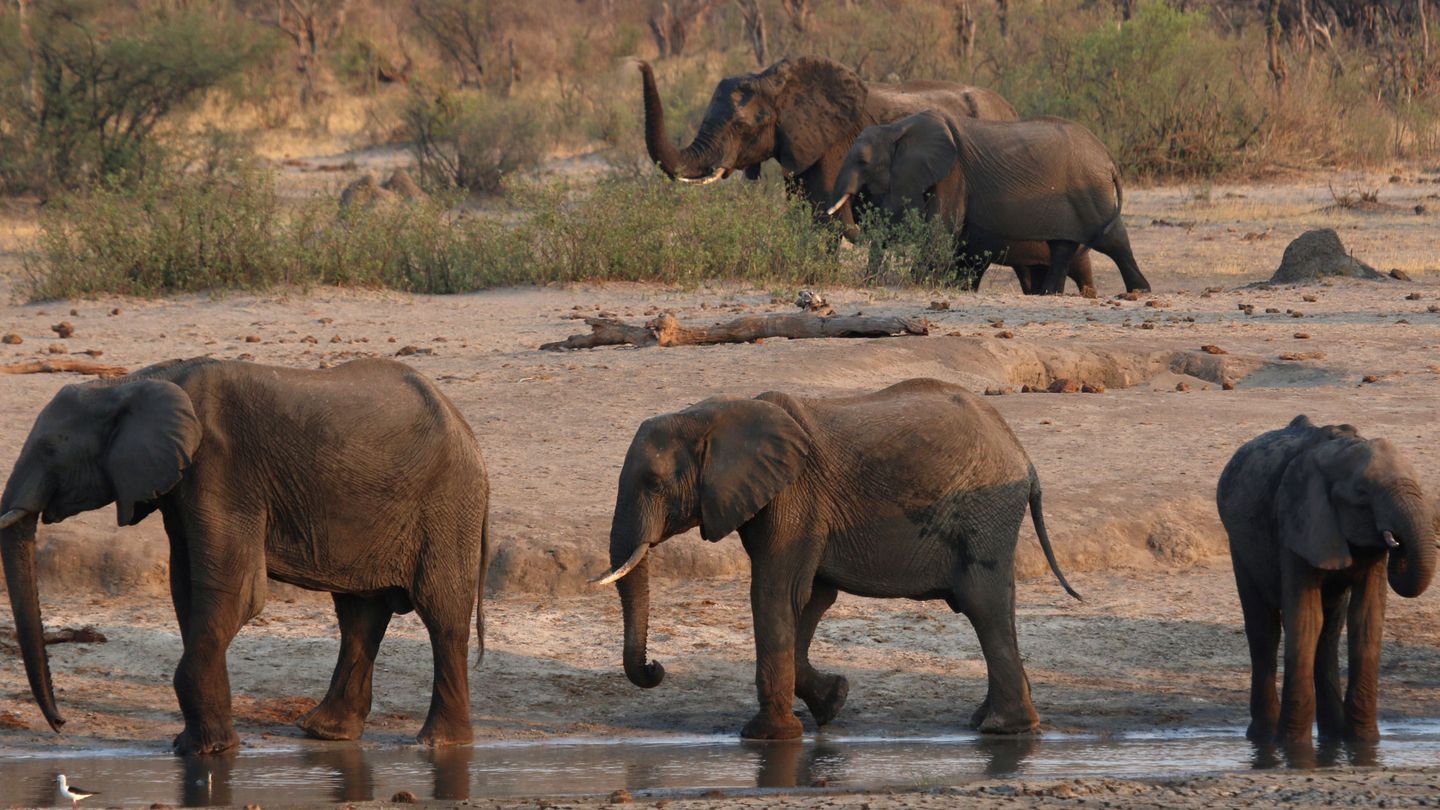 Un grupo de elefantes en el parque nacional de Hwange en Zimbabue en octubre de 2019 (Reuters)
