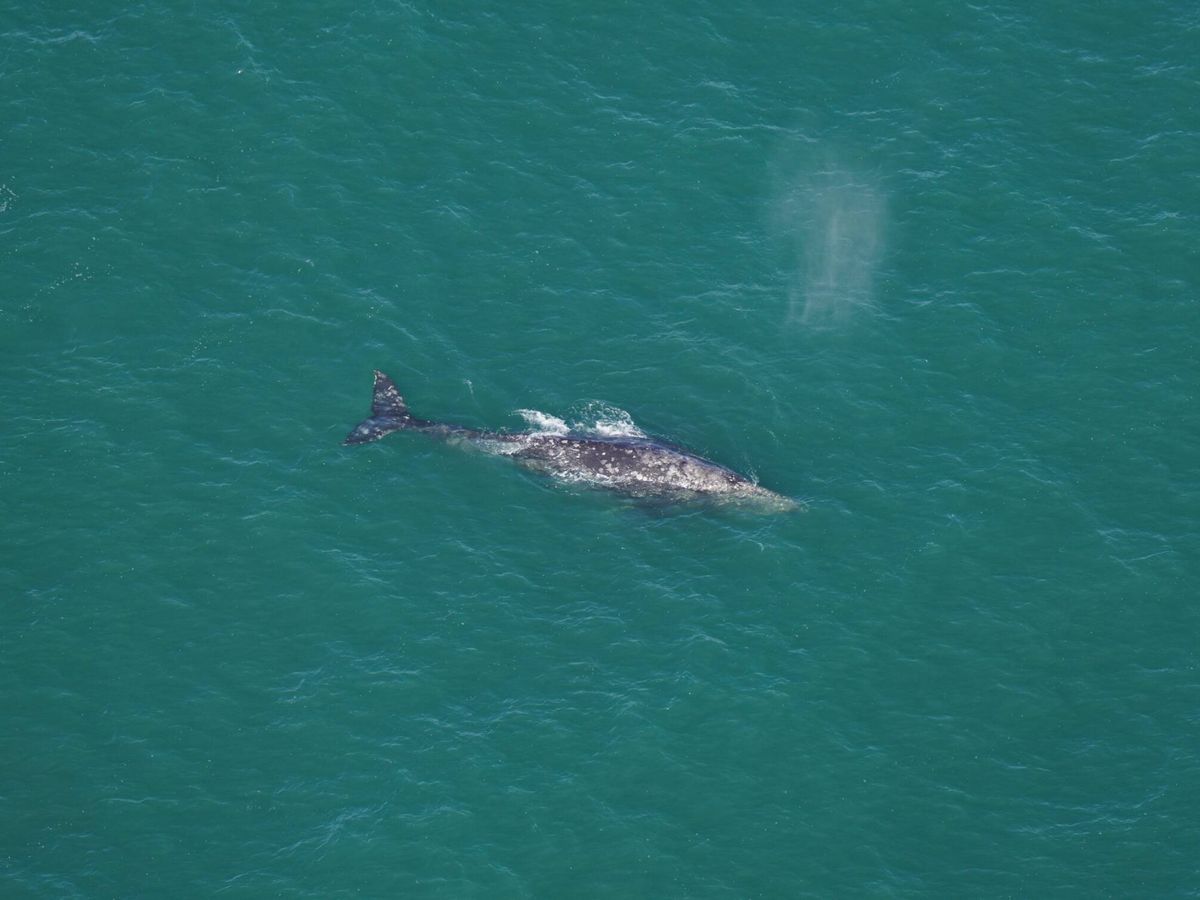 Foto: La ballena gris ha sido avistada en aguas del océano Atlántico, cerca de la costa de Estados Unidos (New England Aquarium)