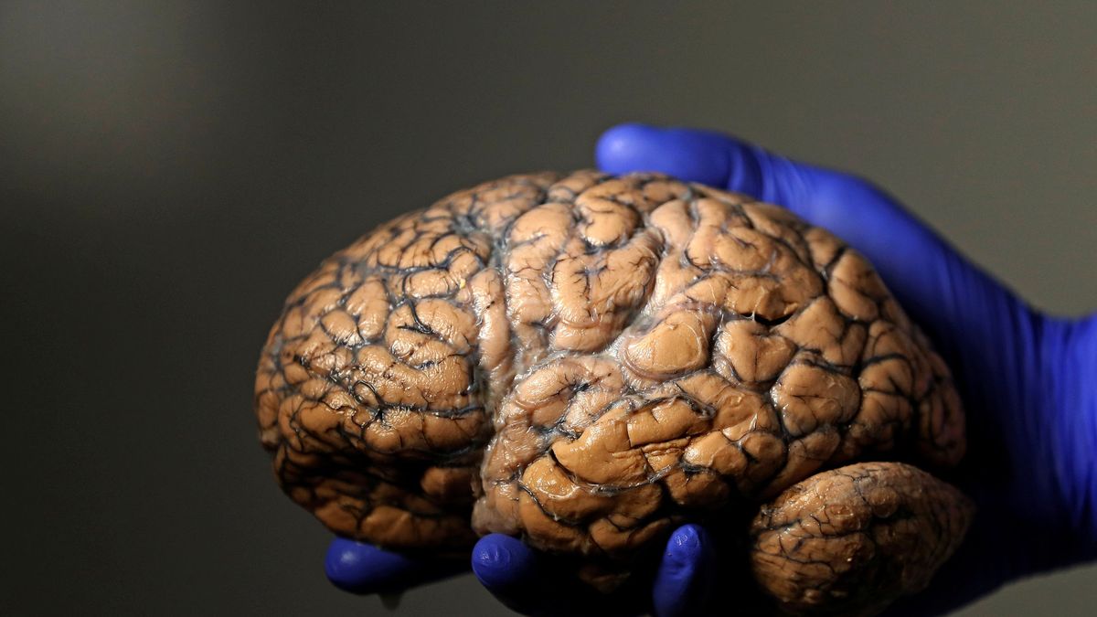Los científicos españoles que usan la magia para entender cómo te engaña el cerebro