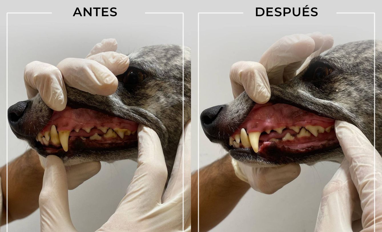 Antes y después de una limpieza dental de un Galgo español