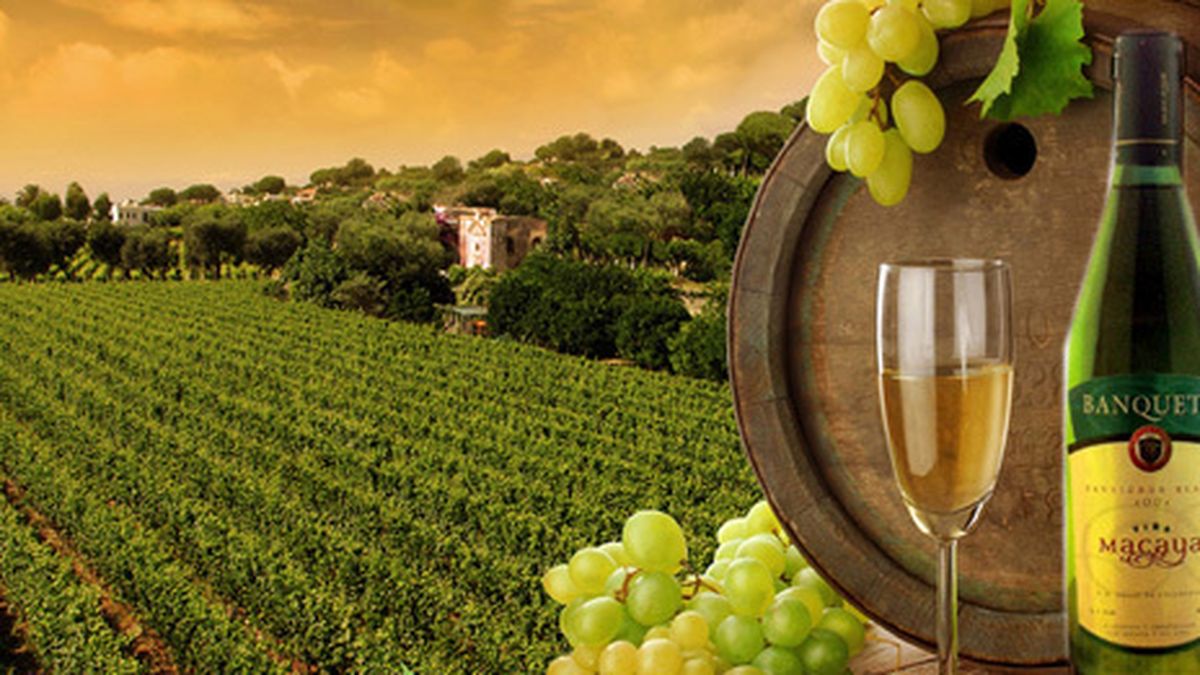 Maridajes vino a vino: Sauvignon Blanc