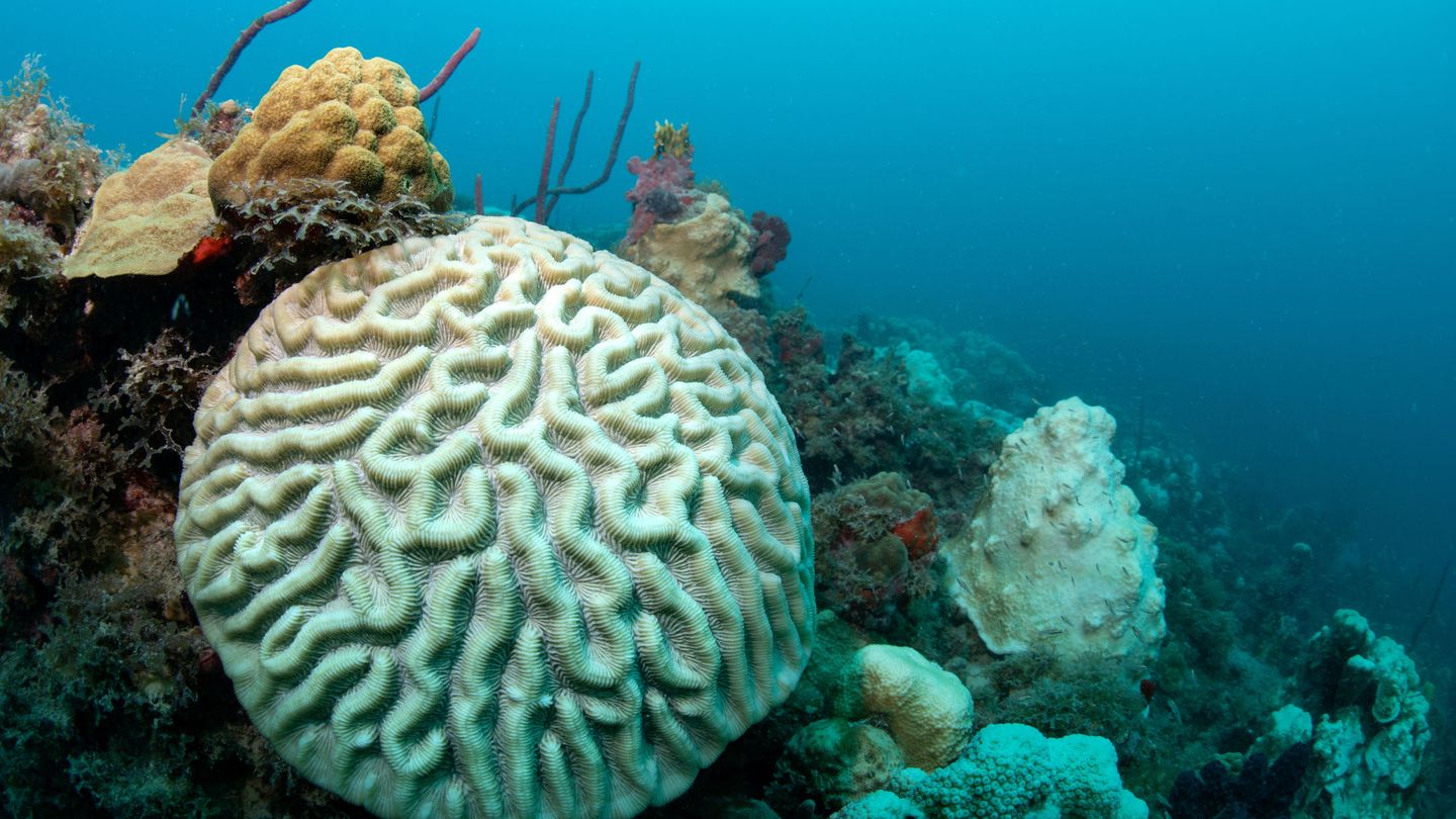 La acidificación de los océanos es una de las causas del blanqueamiento de los arrecifes de coral. (Reuters)