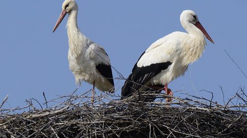 Las espectaculares imágenes de un águila cazando dos pollos de cigüeña en el nido