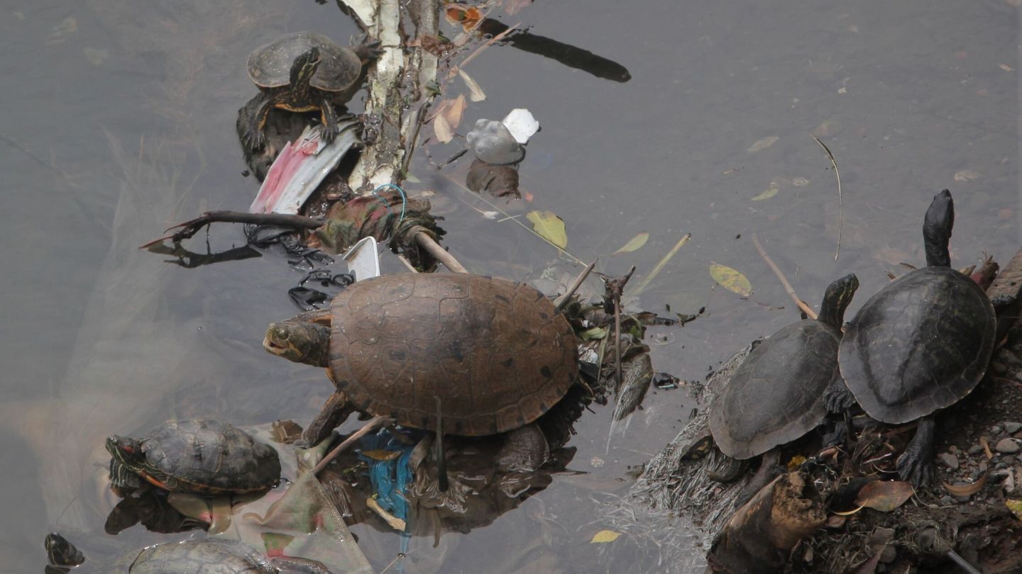Los envases de plástico que utilizamos a diario pueden llegar a contaminar zonas naturales. En la imagen se observa la contaminación en el río Matías Hernández en Ciudad de Panamá (Panamá), donde diferentes especies conviven con residuos de plástico. (EFE/Carlos Lemos)
