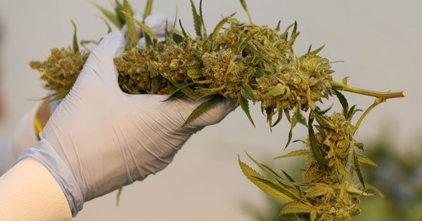 Foto: El cannabis, muy peligroso para los adolescentes (Reuters/Chris Wattie)