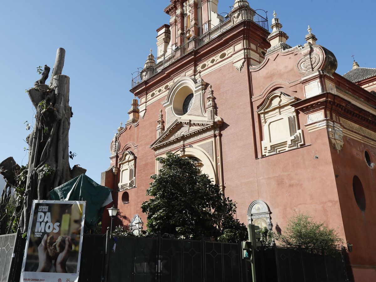 Foto: Ficus centenario de la Parroquia de San Jacinto de Sevilla durante los trabajos de tala. (EFE/José Manuel Vidal)