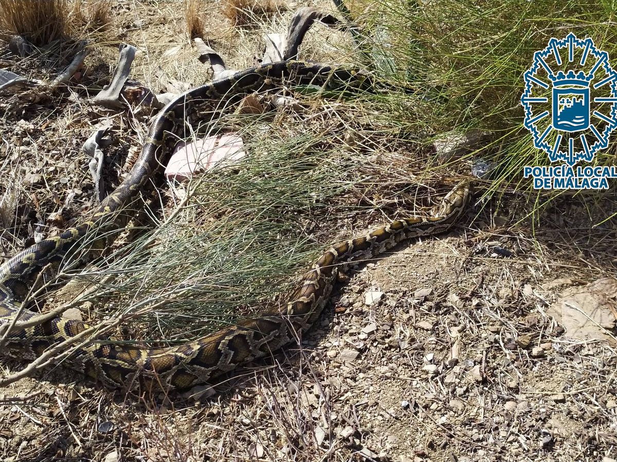 Foto: Capturan una serpiente pitón de tres metros en Málaga. (Policía Local de Málaga)