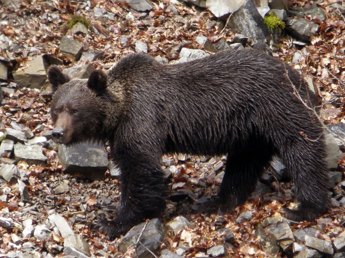 Un oso pardo en el monte asturiano. (EFE)