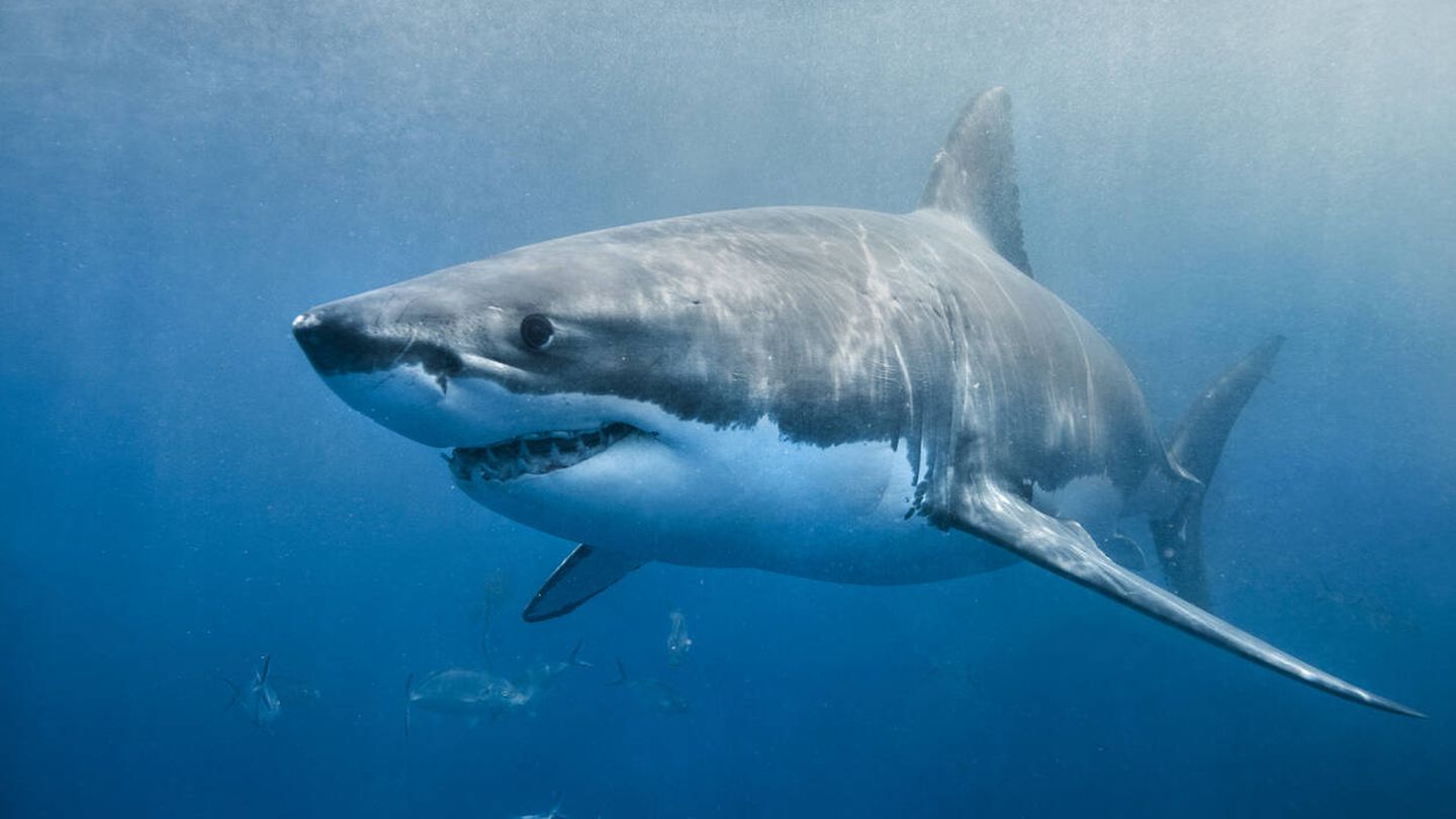 El tiburón blanco: una especie en peligro de extinción. (iStock)