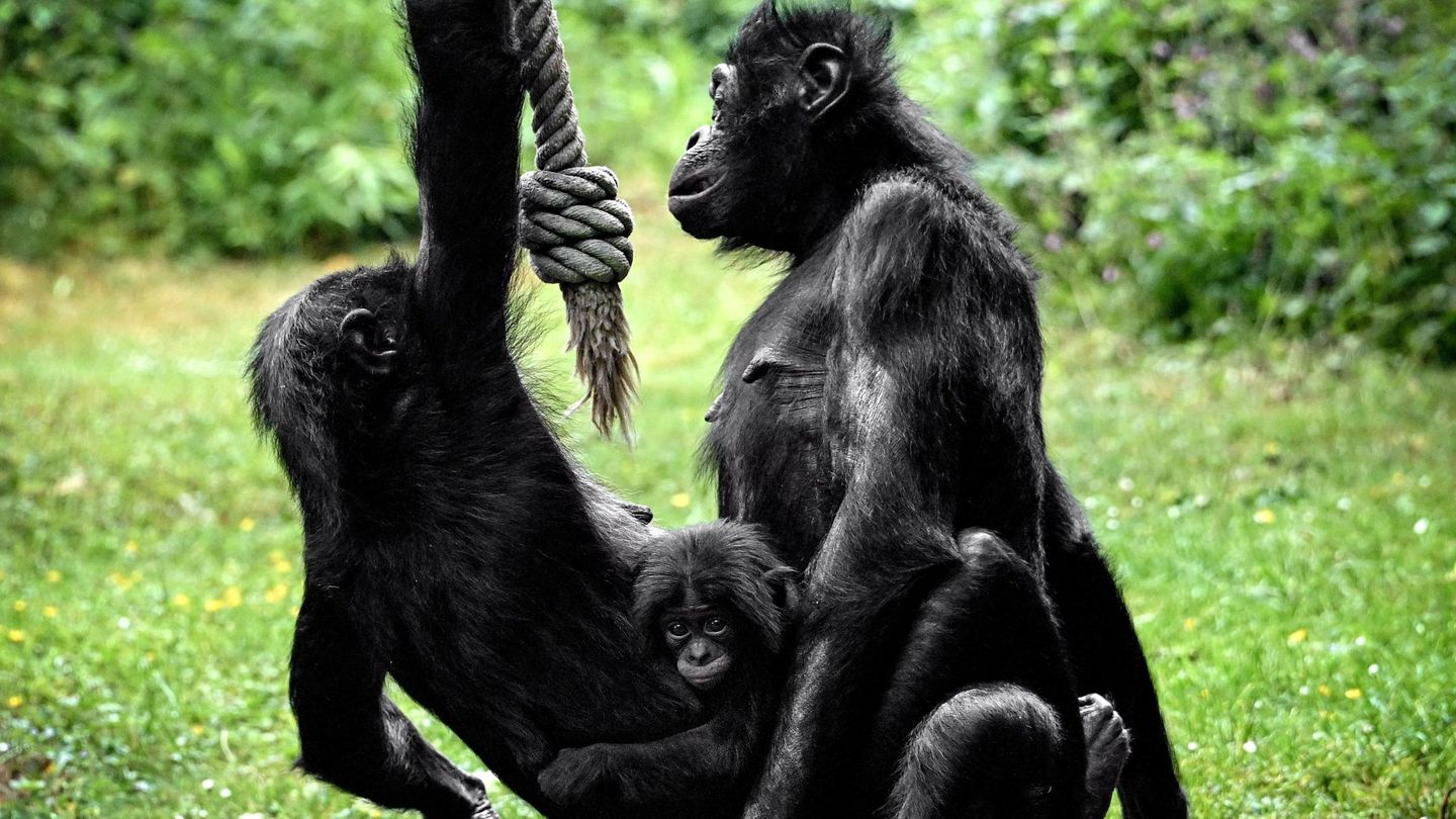 Bonobas en el zoo de Colonia, Alemania. (EFE/EPA/Sascha Steinbach)