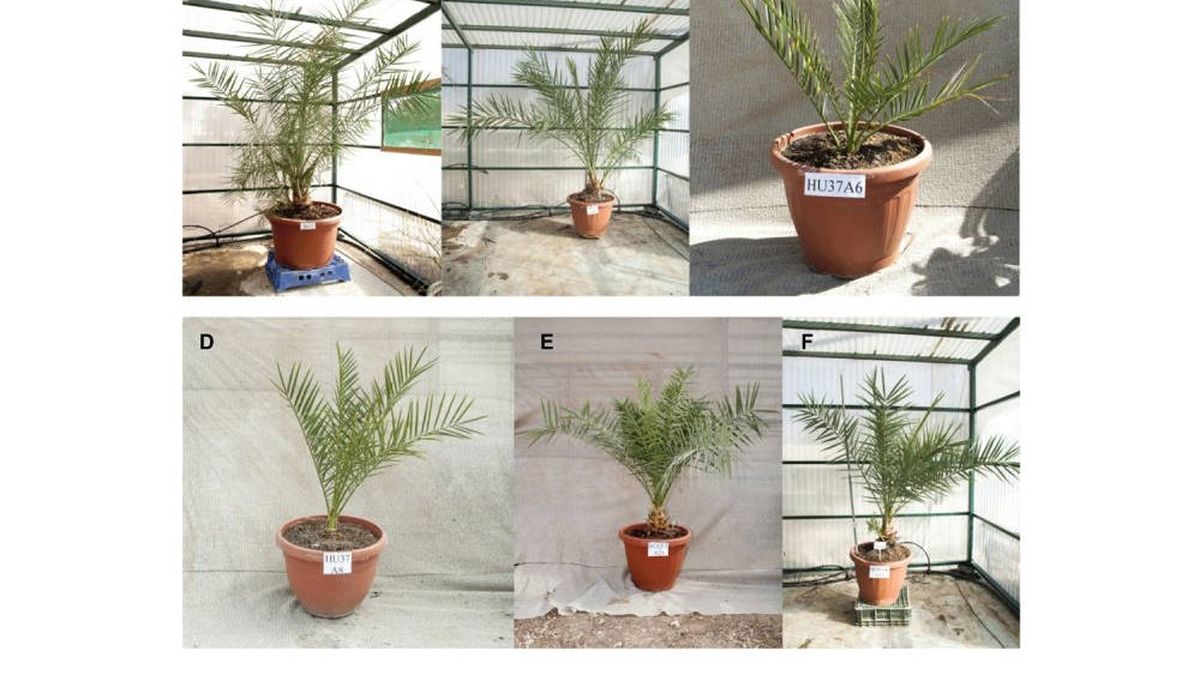 Científicos logran germinar palmeras extinguidas con semillas de hace 2.000 años
