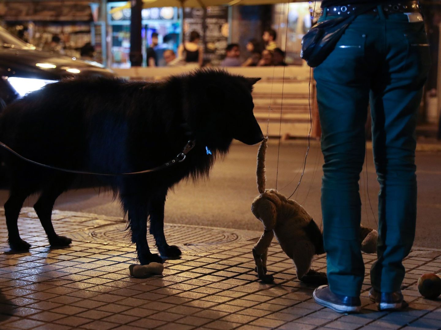 En Australia tendrán que sacar a diario a sus mascotas a la calle por ley (EFE/Alberto Valdés)