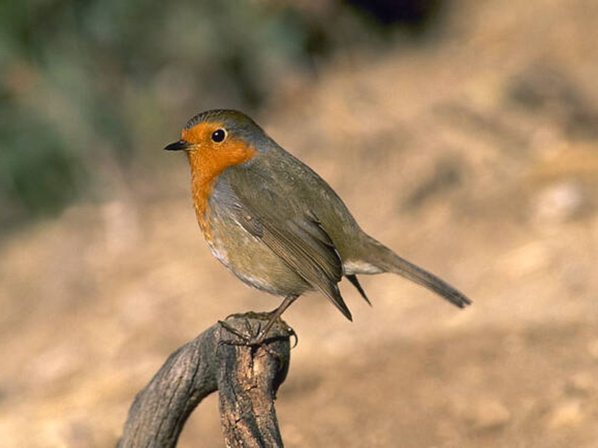 Foto: Petirrojo europeo. Foto: SEO/Birdlife