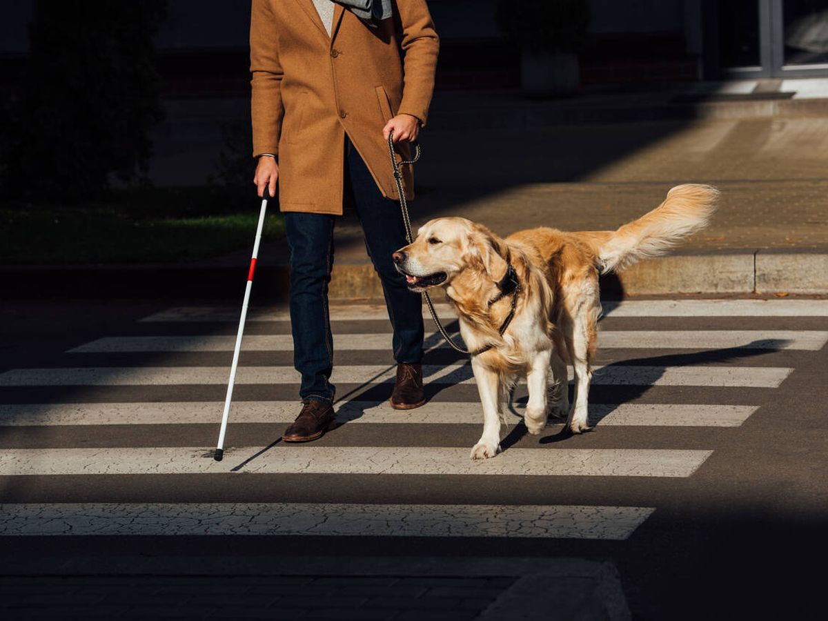 Foto: Soy entrenador de perros guía y esta es la educación que reciben para poder atender a personas con discapacidad (iStock)
