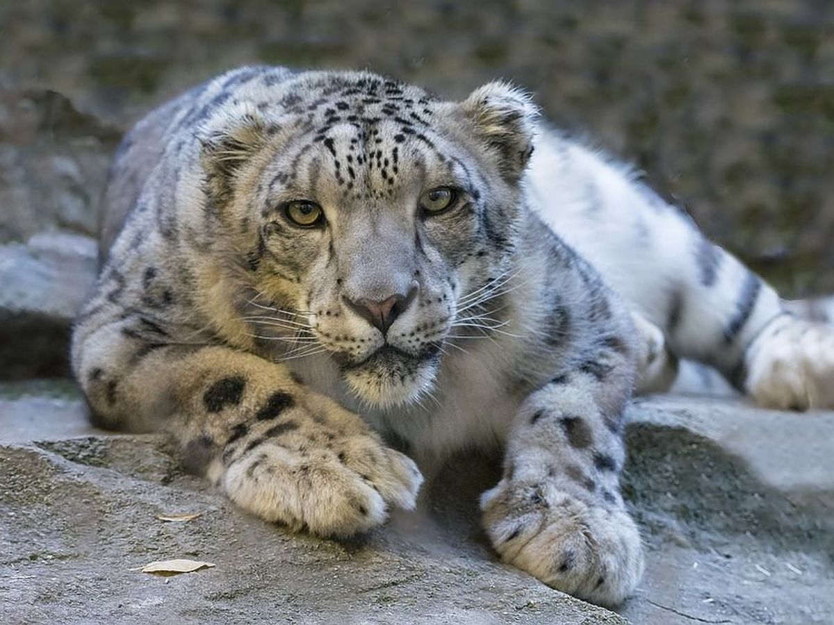 Foto: Un ejemplar de leopardo de las nieves. (CC/Pixabay)