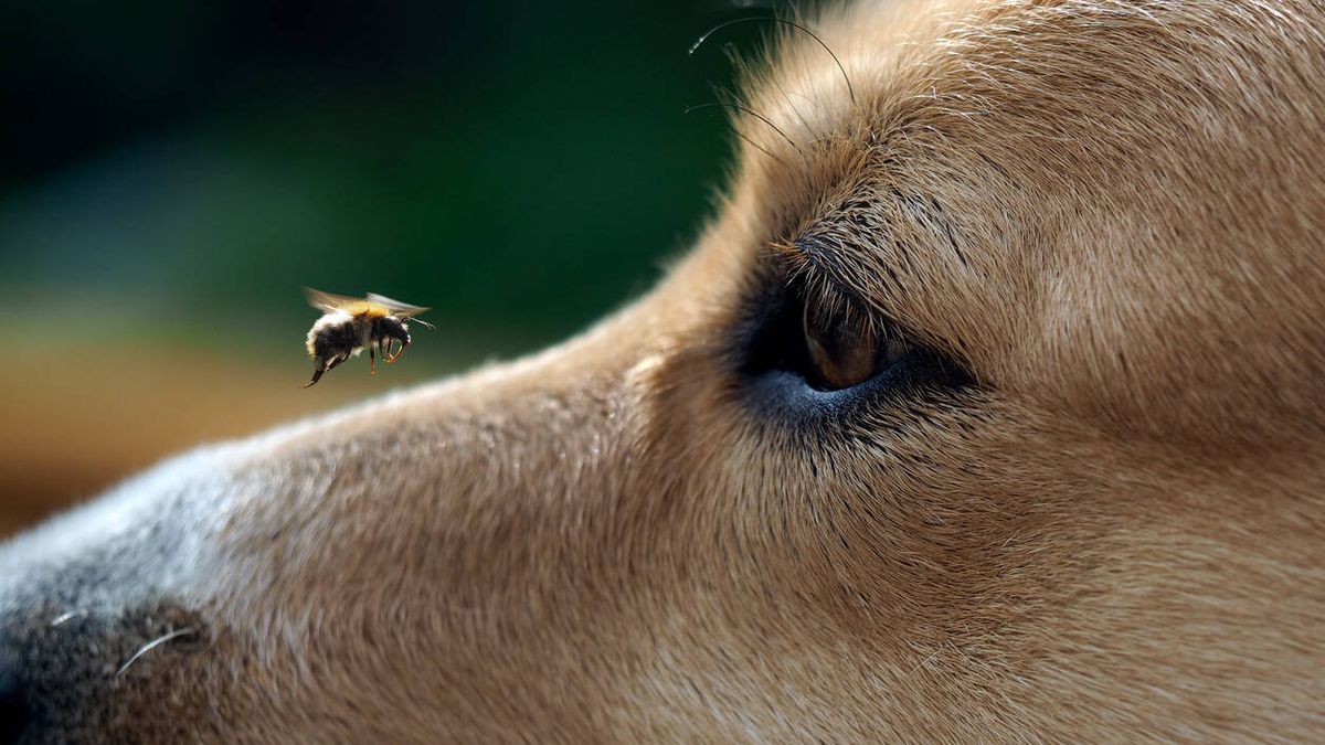 Esto es lo que debes hacer si a tu perro le pica una abeja o una avispa