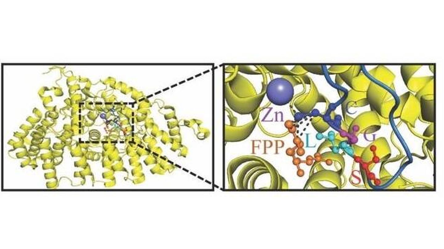 Una ilustración de PARIS con la estructura cristalina de la farnesiltransferasa, la enzima que permite la farnesilación.