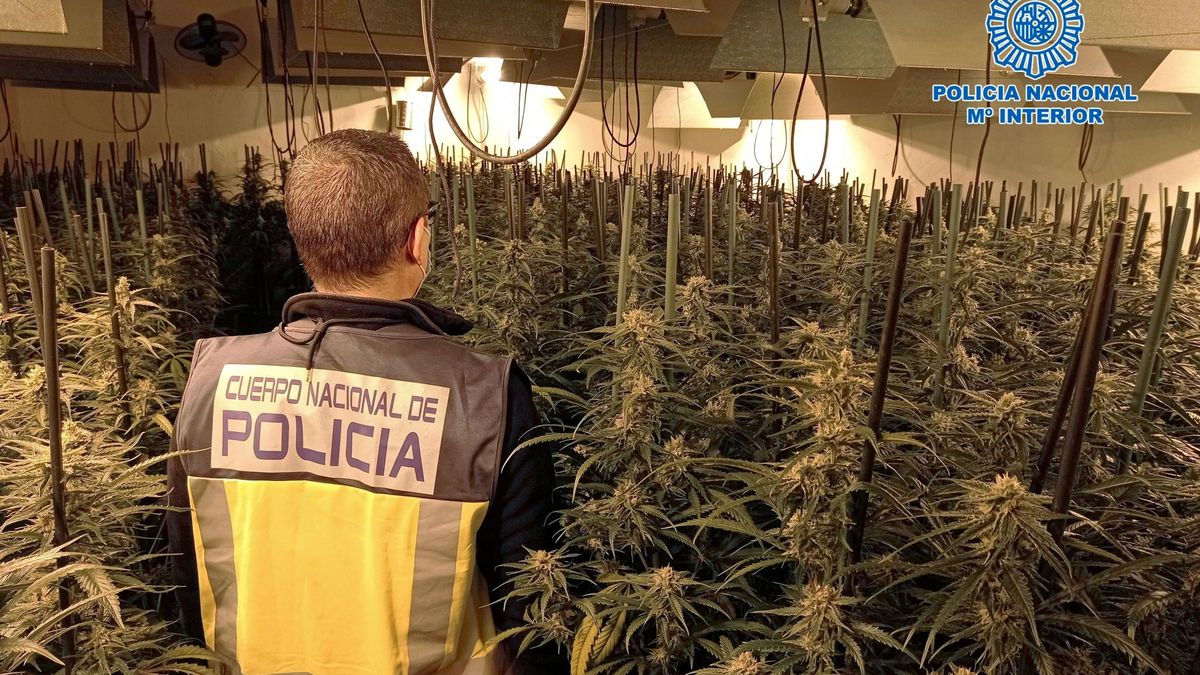 Cerca de 15.000 plantas de marihuana incautadas y 25 detenidos en Alcoy