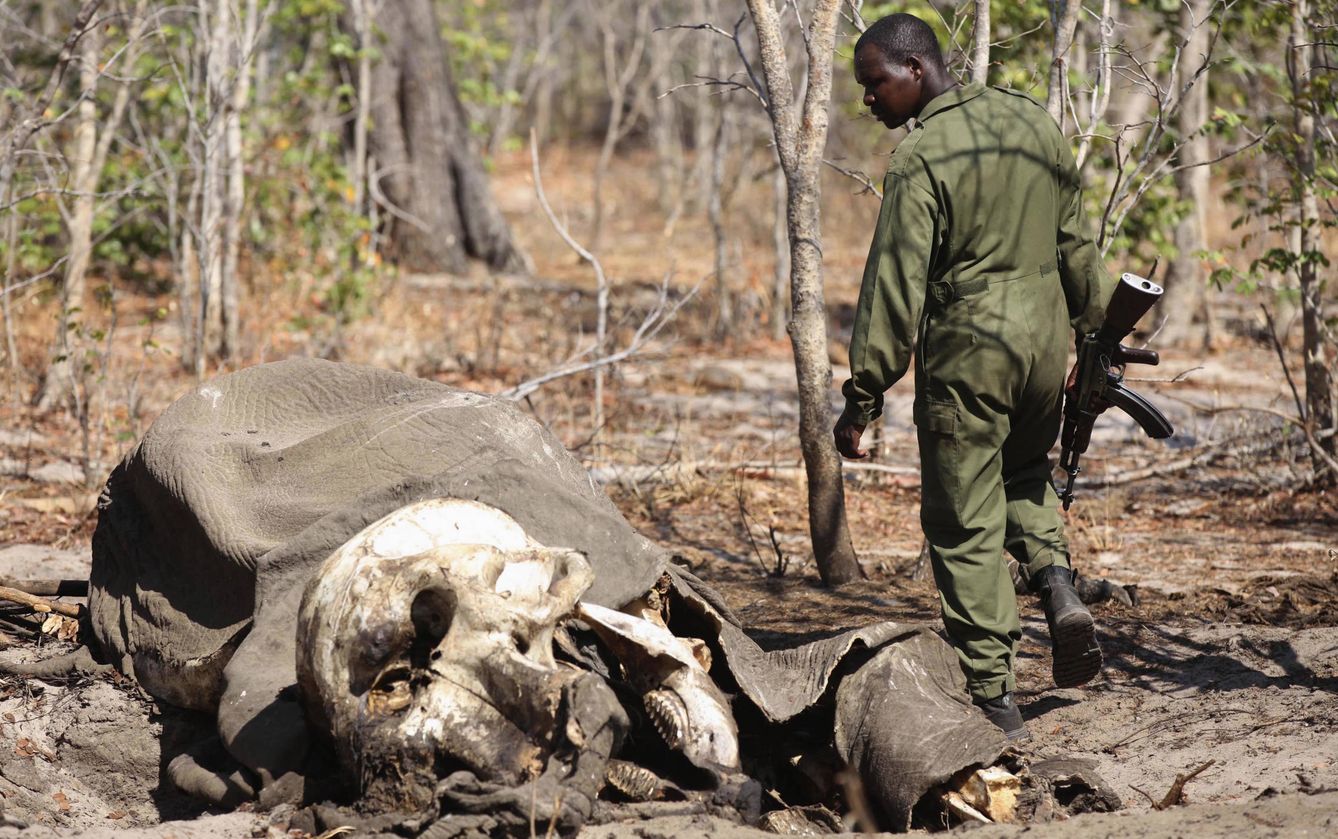 Un soldado examina el cadáver de un elefante cazado por furtivos en el Parque Nacional de Hwange, en Zimbabue. (Reuters)