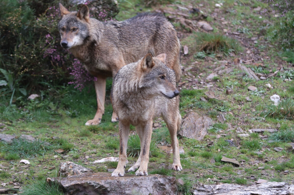 Foto de Lobos, osos y corzos están regresando al campo español. Es un regalo envenenado