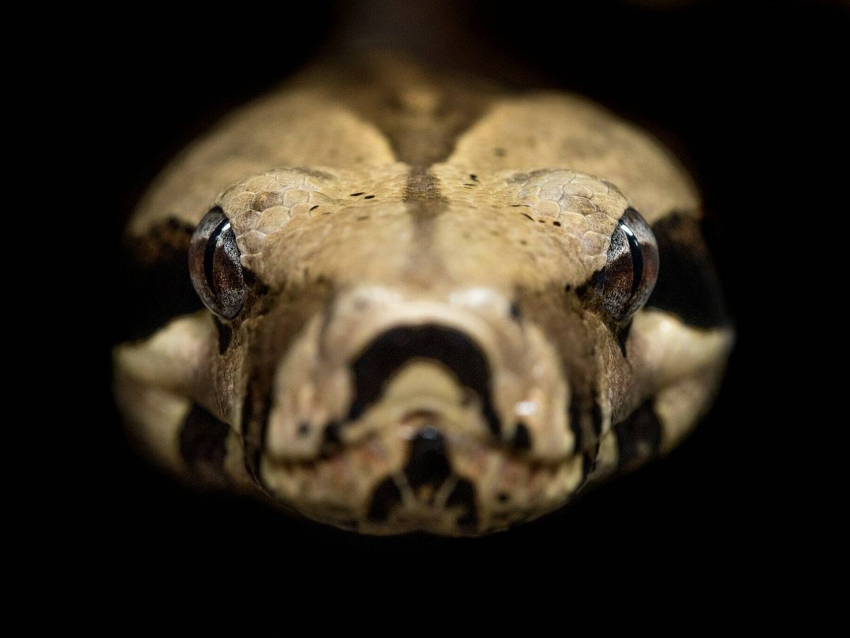 Foto: Imagen de una serpiente (Unsplash)