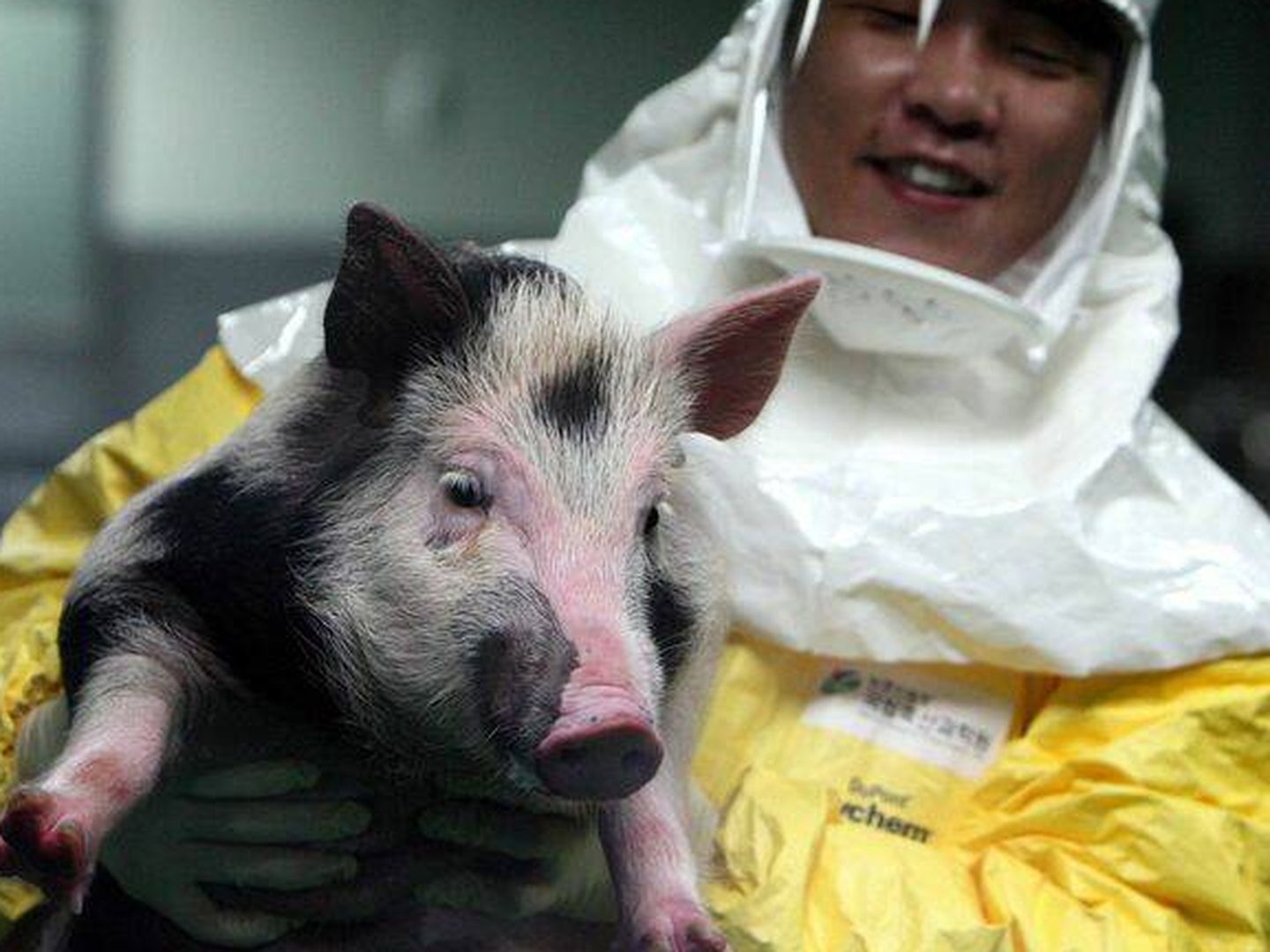 Primer cerdo modificado genéticamente para estudio de trasplantes de animal a humano, en Corea del Sur. (EFE/Yonhap)