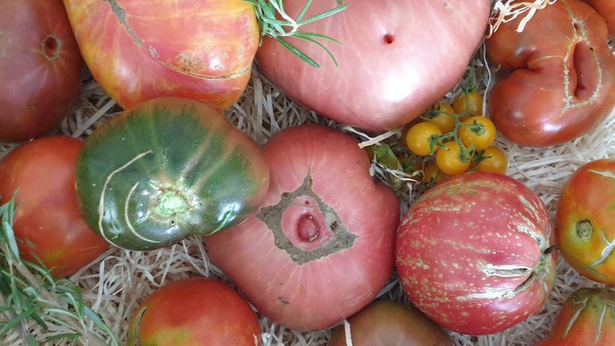 ¿Sabes reconocer un buen tomate, de los de antes?