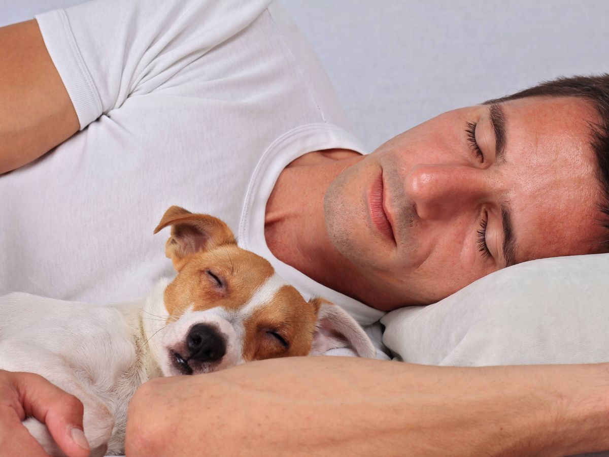 Tu perro duerme la contigo? Estas son las ventajas los inconvenientes