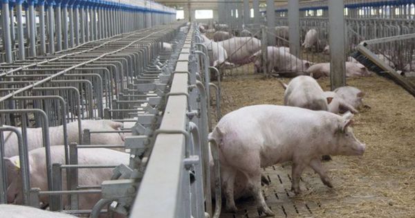 Foto: Cerdos de una de las instalaciones del Grupo Sánchiz.