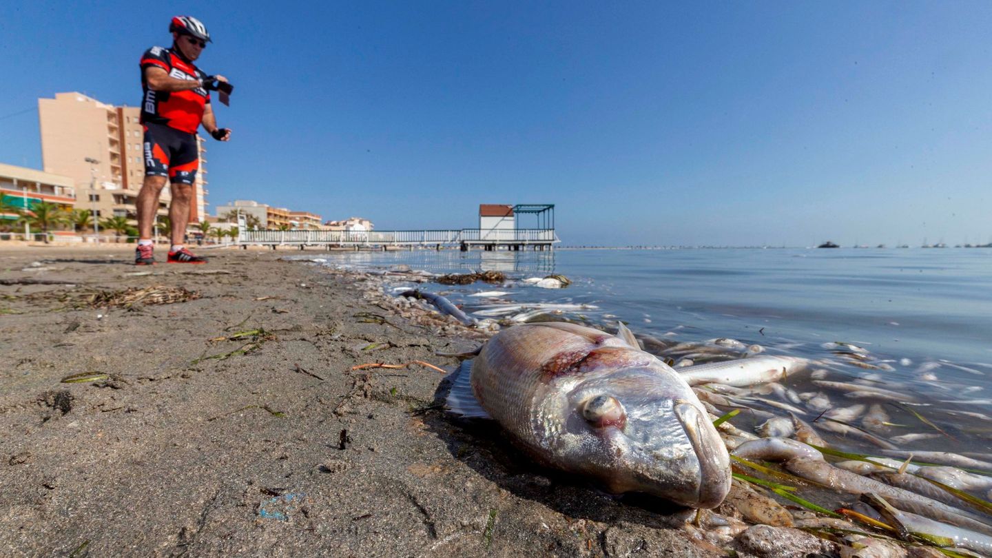 Especies moribundas en el Mar Menor. (EFE)    