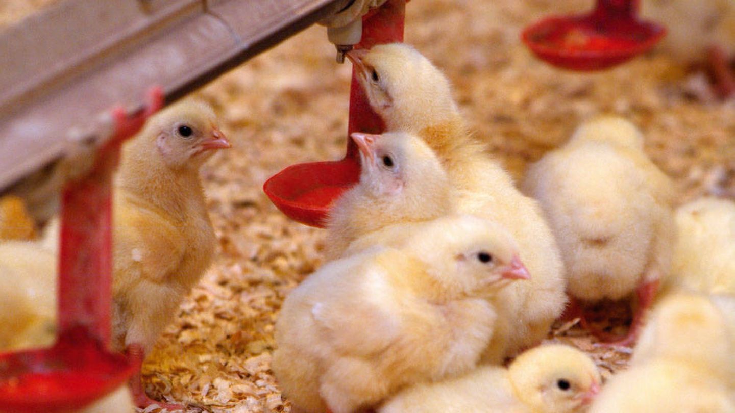 Pollos en una granja.