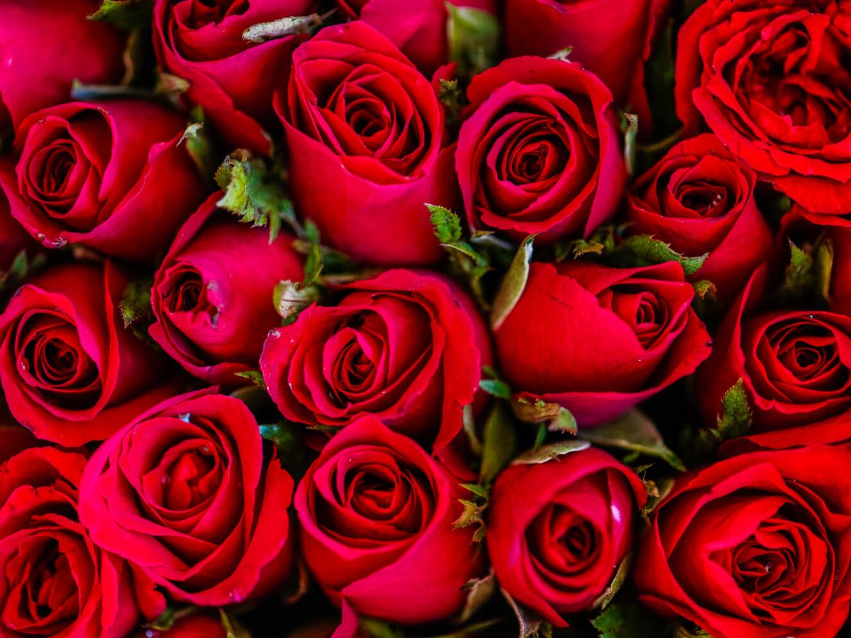 Foto: Cómo aprovechar tus rosas de San Valentín para que crezca un rosal en casa (rawpixel.com para Freepik)