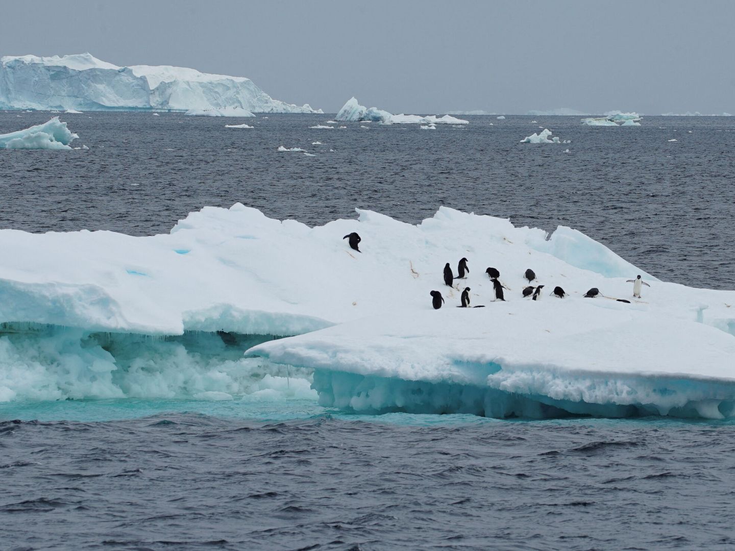 Grupo de pingüinos en la Antártida. (Reuters/Natalie Thomas)