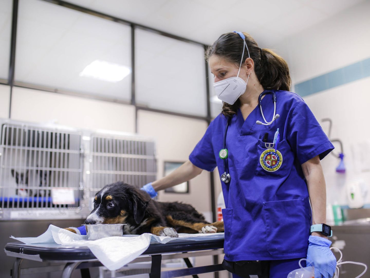 En el Hospital Clínico Veterinario de la Universidad Alfonso X El Sabio se trabaja en la investigación oncológica con animales.