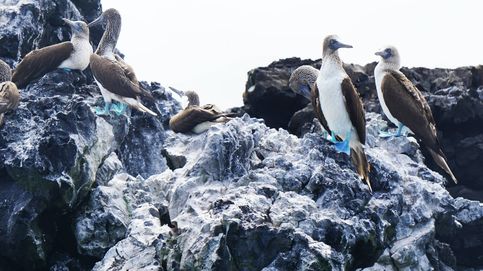 El secreto de la biodiversidad de las Galápagos, descubierto