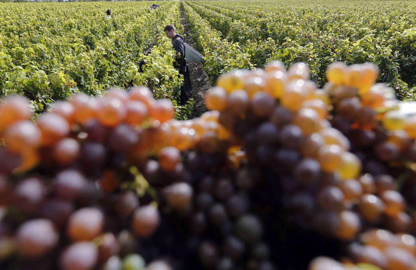 Foto: Imagen del viñedo Chateau Luchey-Halde vineyard, en Merignac, al suroeste de Francia (Reuters).