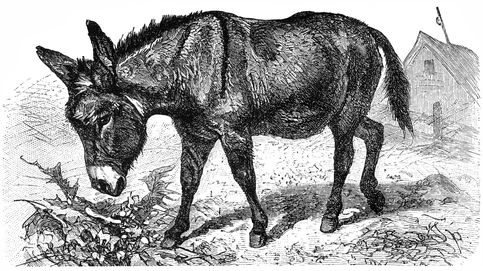 Mucho más que mozos de carga: el pasado secreto de los burros