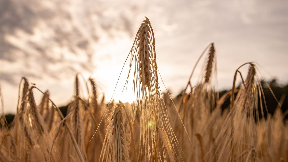 El cerrojazo de Putin a exportar cereales desde Ucrania dispara el precio del trigo y maíz 