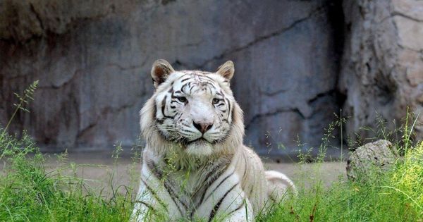 Foto: Un tigre blanco, en el zoo de Roma (EFE Ufficio Stampa Fondazione Biopar)