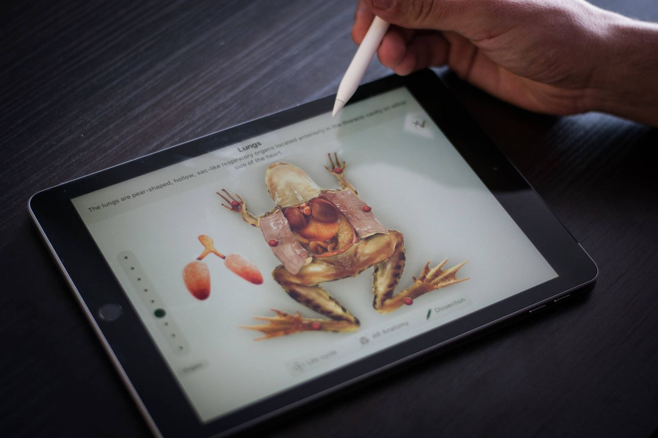 Así se disecciona una rana con el nuevo iPad barato. (C. Castellón)