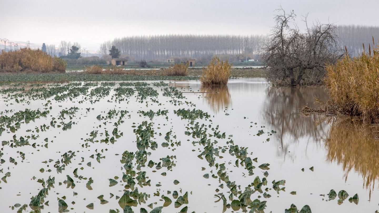 Campos inundados por la crecida del Ebro en Calahorra, La Rioja (EFE/ R. Manzanares)
