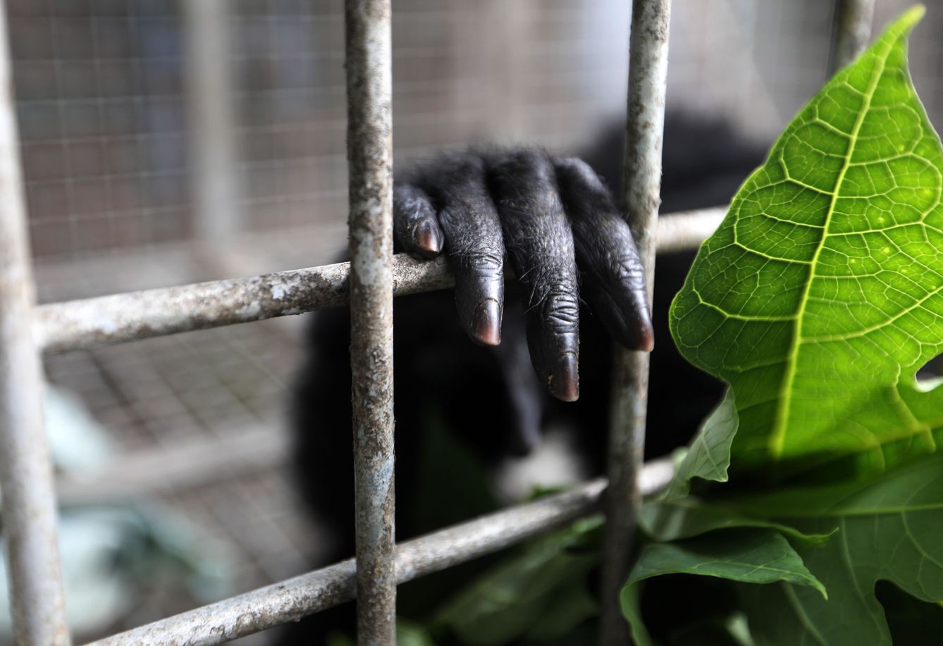 La mano de un ejemplar de siamang en una jaula en indonesia. (EFE/Hotli Simanjuntak)