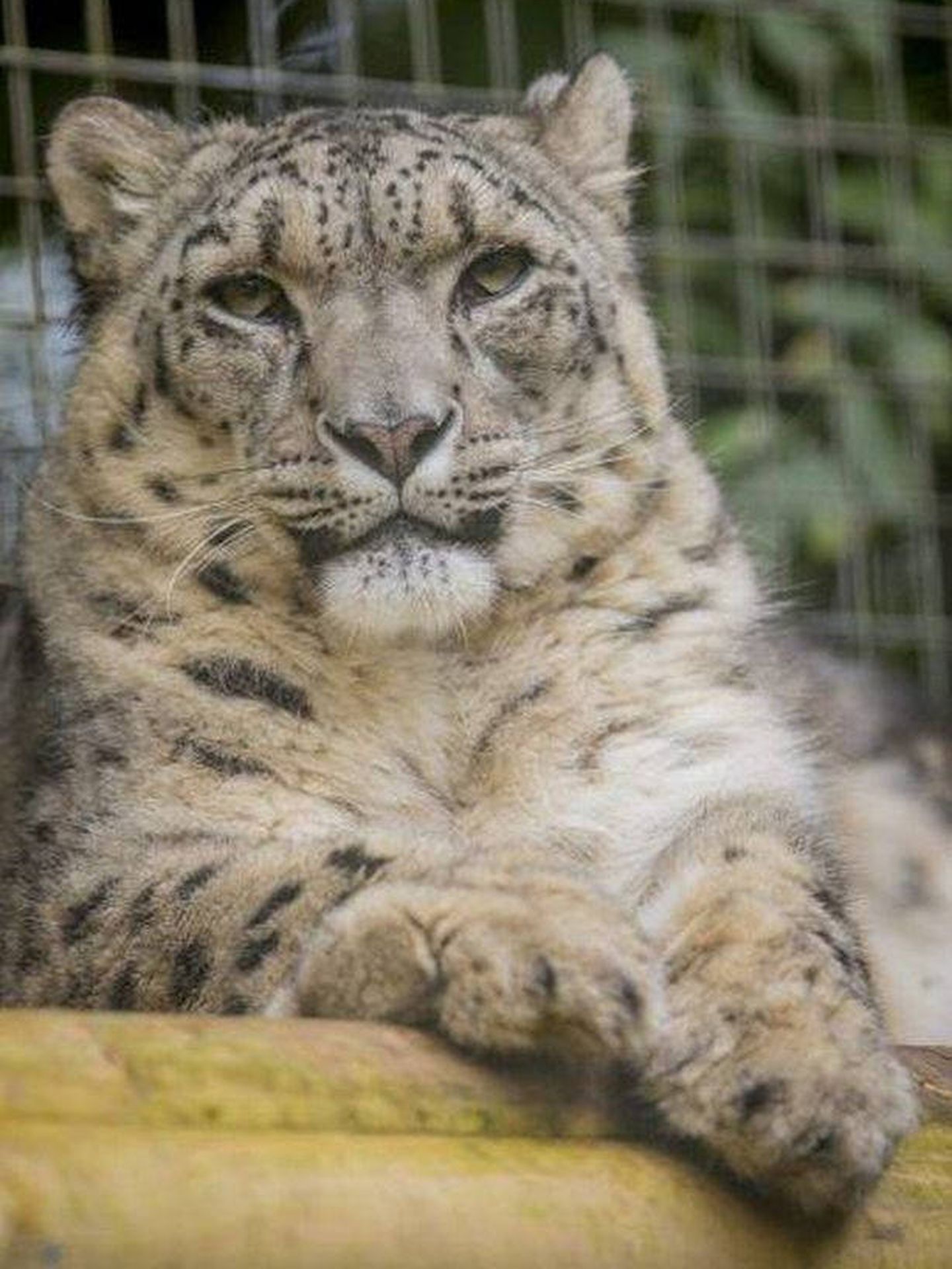 Margaash tenía 8 años y vivía con una hembra de 3 en su jaula (Foto: Zoo de Dudley)