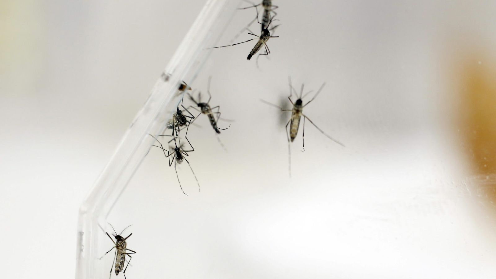 Foto: El 'Aedes Aegypti' es el mosquito transmisor del Zika. (EFE)