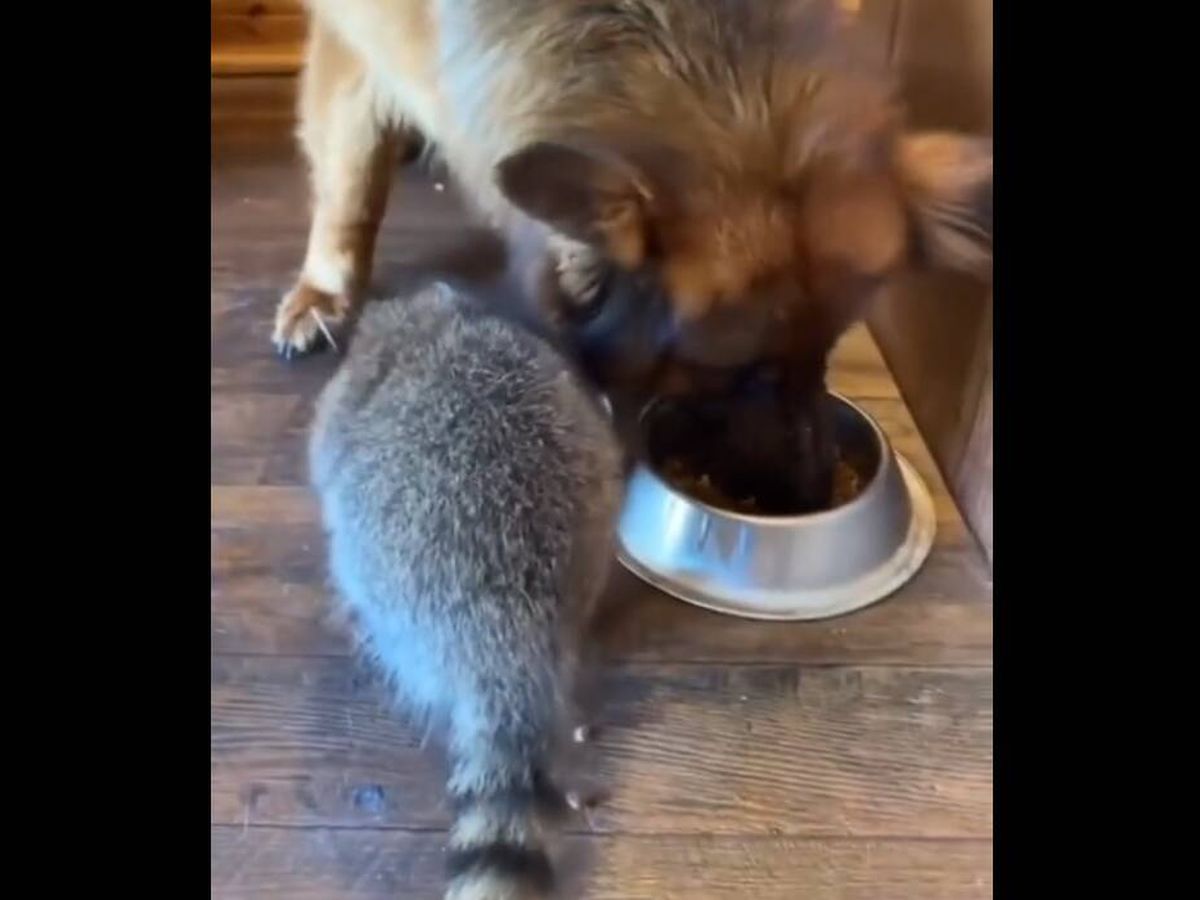 Foto: Un perro vuelve un día a su casa con un mapache y ahora se comporta así con el animal (TikTok/@mikefajardo_)