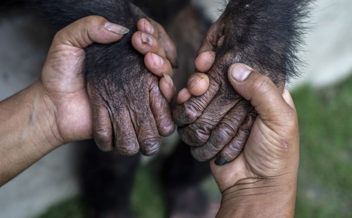 Las relaciones de los chimpancés son más humanas de lo que pensamos (EFE/N.Shrestha) 