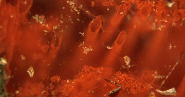 Foto: Tubos de hematites hallados en los depósitos de las fuentes hidrotermales que representan los microfósiles más antiguos de la Tierra. / Matthew Dodd