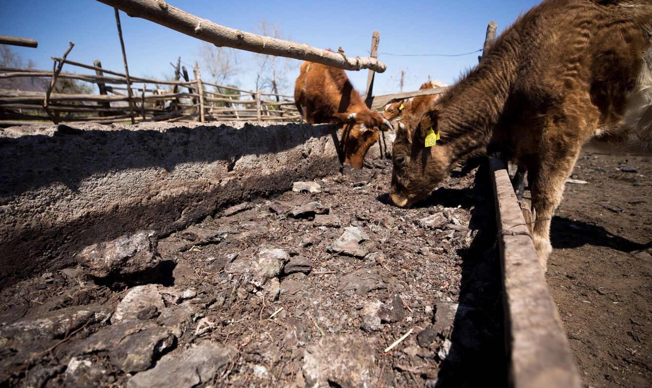 La sequía afecta también al ganado. (EFE/A. Valdes)