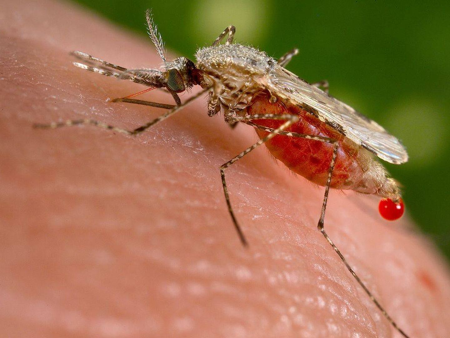El mosquito 'Anopheles' es el culpable de la transmisión de la malaria. (Imagen: Wikipedia)